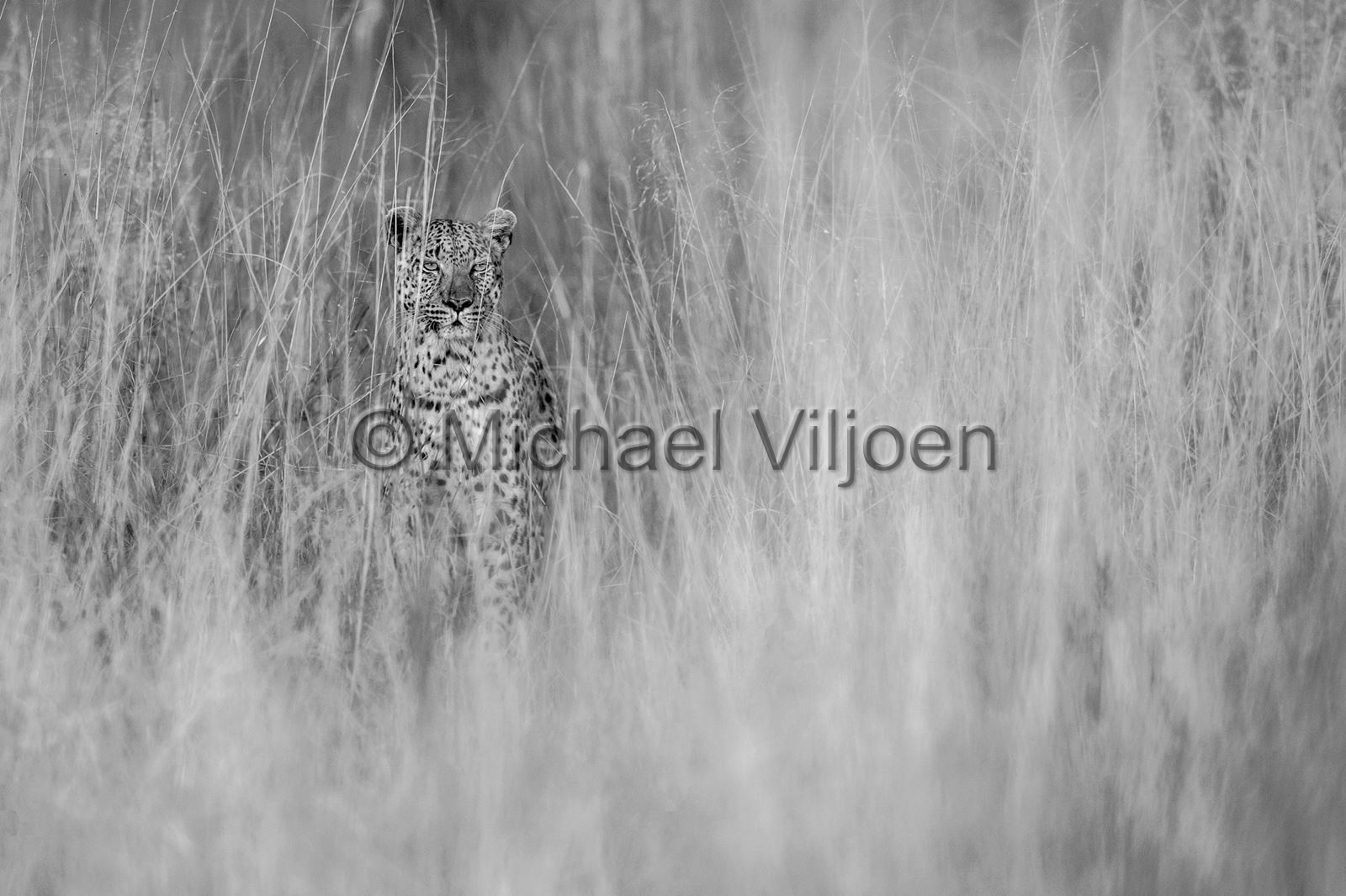 Black and White Photography